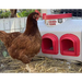 Classic Feeder - Waterer and Feeder