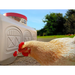 Classic Waterer - Waterer and Feeder