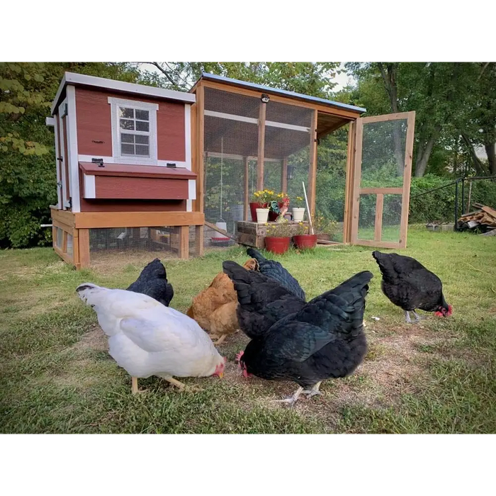 Medium Chicken Coop - Up to 10 Chickens - Chicken Coops