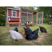 Medium Chicken Coop - Up to 10 Chickens - Chicken Coops