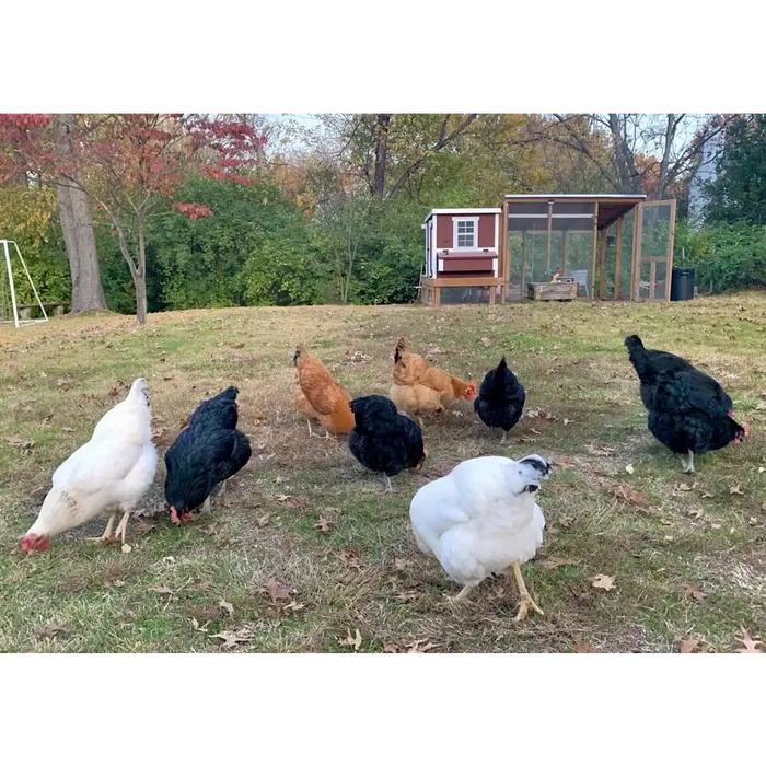 Medium Chicken Coop - Up to 10 Chickens - Chicken Coops