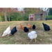 Medium Chicken Coop - Up to 10 Chickens - Chicken Coops