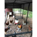 Walk-In 15 ft. Chicken Run (6’6’W x 15’L x 6’3’H)